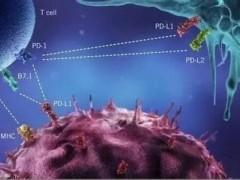 PD-1治疗癌症 生存率和缓解率数据总览！(KEYTRUDA)