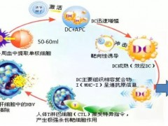 国内肿瘤细胞免疫治疗方兴未艾——新一代MTCA-CTL技术问世！