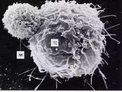 人体内的这些免疫细胞你都认识吗？