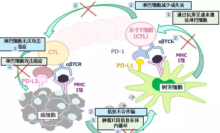 免疫防御机制