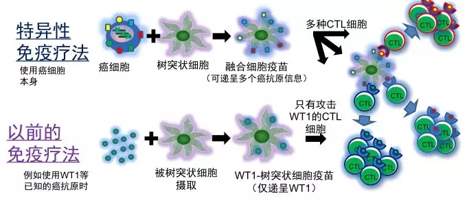 融合细胞治疗的原理