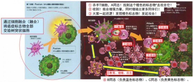 融合细胞识别癌细胞