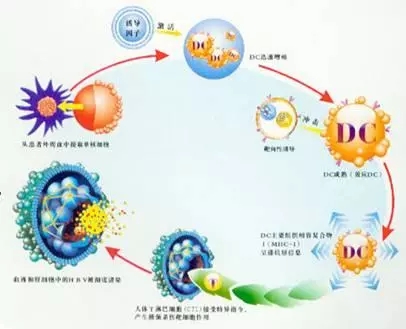 细胞免疫疗法治疗流程