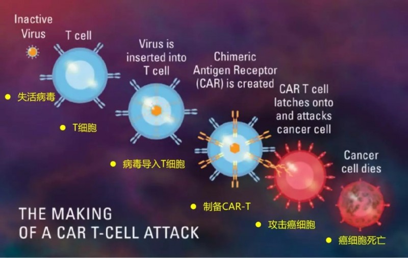 CAR-T疗法治疗机制