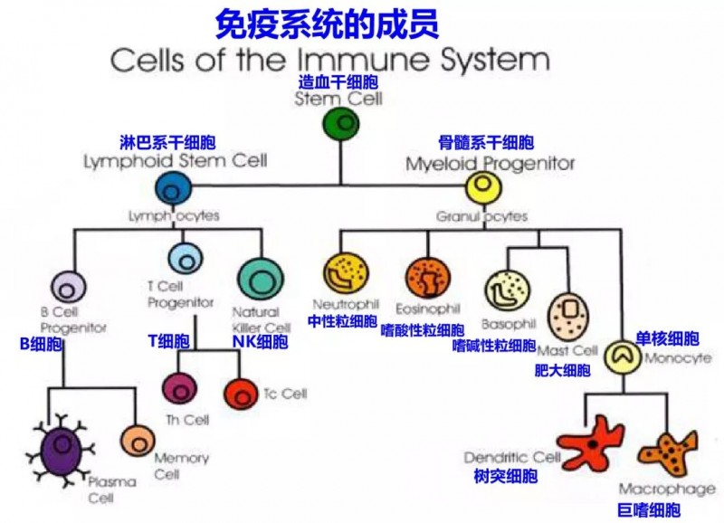 免疫系统的成员