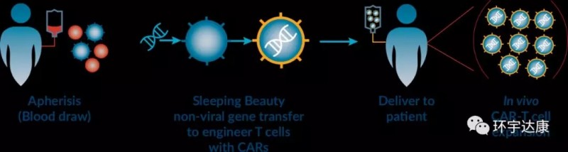 细胞免疫治疗过程
