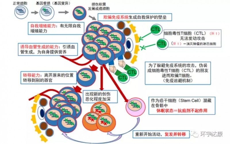 癌细胞和防御网产生过程