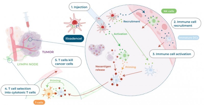 ilixadencel疫苗的抗癌原理