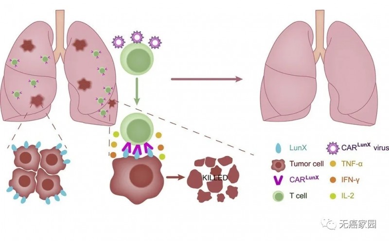CAR LunX T细胞杀伤力倍增