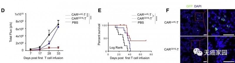 CAR LunX T与CAR CD19 T细胞组和PBS组对比
