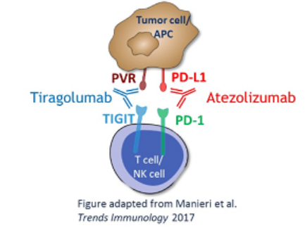 Tiragolumab