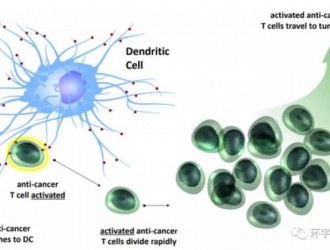树突状细胞疫苗,树突细胞免疫疗法,DC细胞免疫疗法在各类癌症中的研究进展盘点