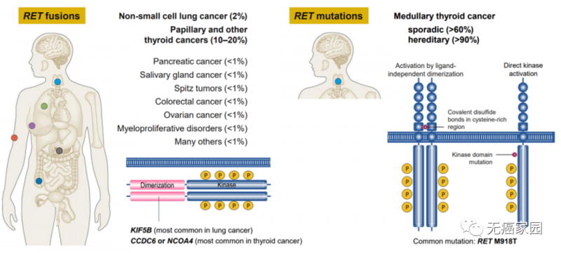 各癌种RET融合突变的概率