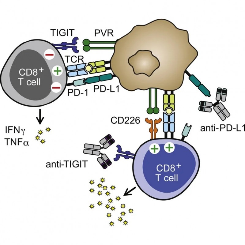 什么是tigit靶点 tigit单抗 tigit抗体 tigit抑制剂 tigit全称为t细胞免疫球蛋白和itim结构域蛋白 全球肿瘤医生网