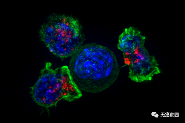 客观缓解率达87%，FDA加速批准！第三款CAR-T细胞疗法未来可期！