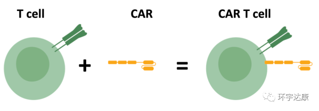 CAR-T疗法向胃癌、胰腺癌亮剑，效果如何呢？