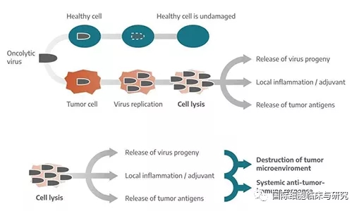 溶瘤病毒宛是如何刺入肿瘤内部的