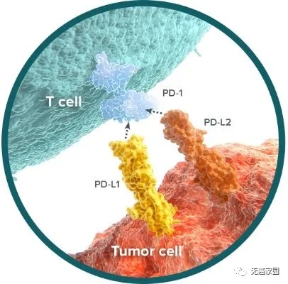 5年生存率翻3倍，最长生存期超4年，免疫治疗对抗肺癌将带来多少惊喜？