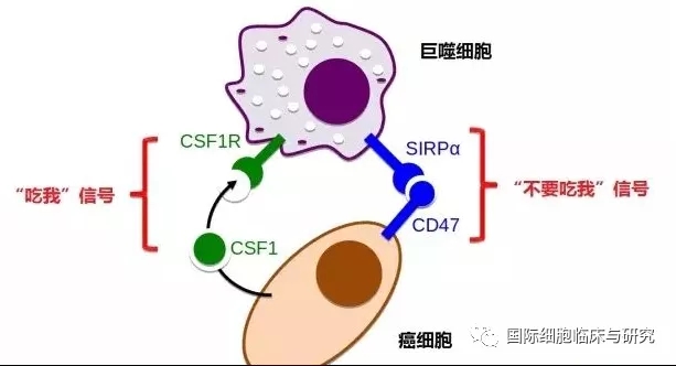 CD47抗体Hu5F9-G4作用