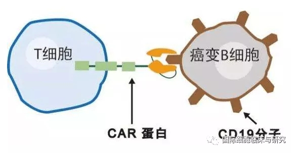 断臂求生，世界首例PD-1敲除非病毒CAR-T惊艳亮相