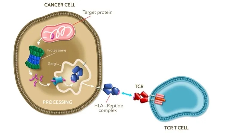 ADP-A2AFP治疗肝癌的原理