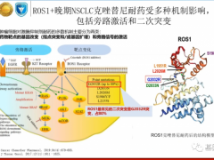 新一代ROS1/NTRK双靶点抑制剂药物AB106为耐药和脑转移找到治疗方案