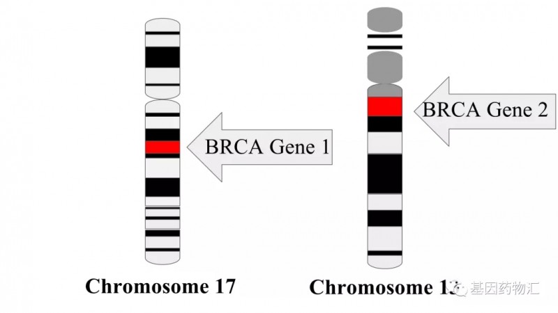 50%的遗传性乳腺癌有这个突变！“救命”指南还不快收藏