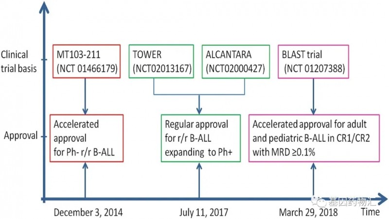 Blinatumomab治疗B细胞白血病