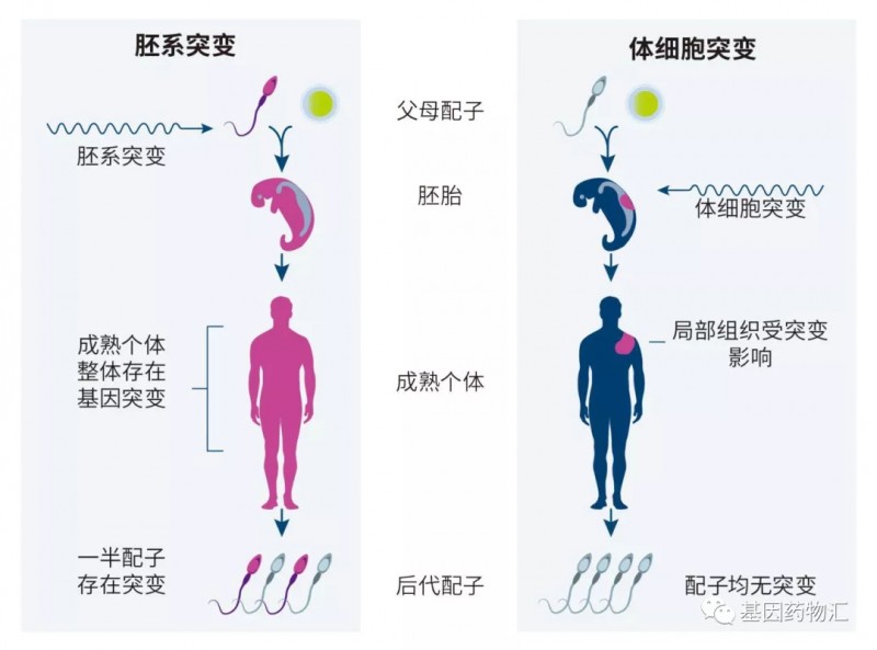 胚系突变和体细胞突变