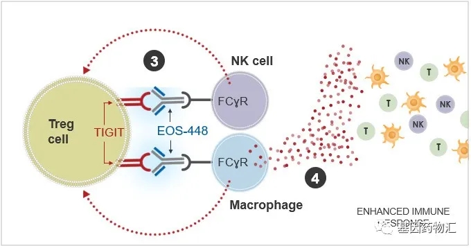 EOS-448还能够消耗免疫抑制Terg细胞