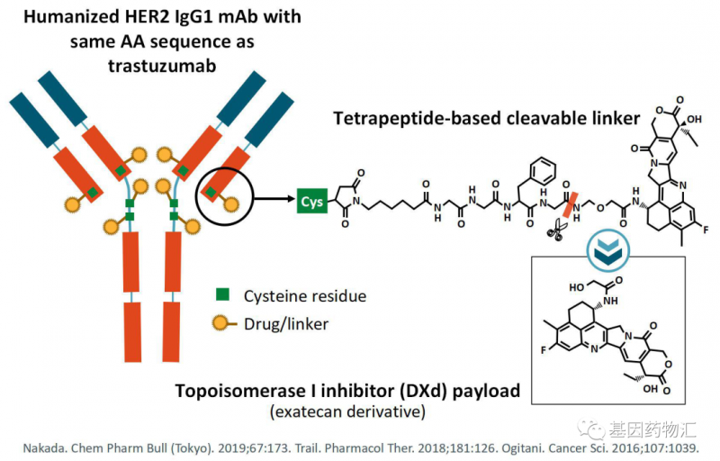 HER2是ADC药物Enhertu分子结构