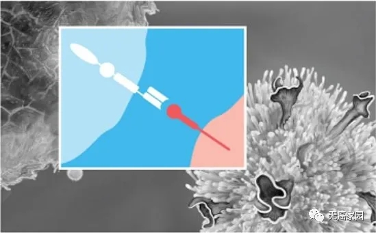 把癌症变成慢性病有多远？细胞免疫疗法让“带瘤生存”成为现实！