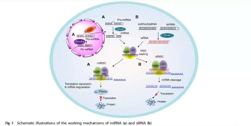 miRNA(a)和siRNA(b)作用原理