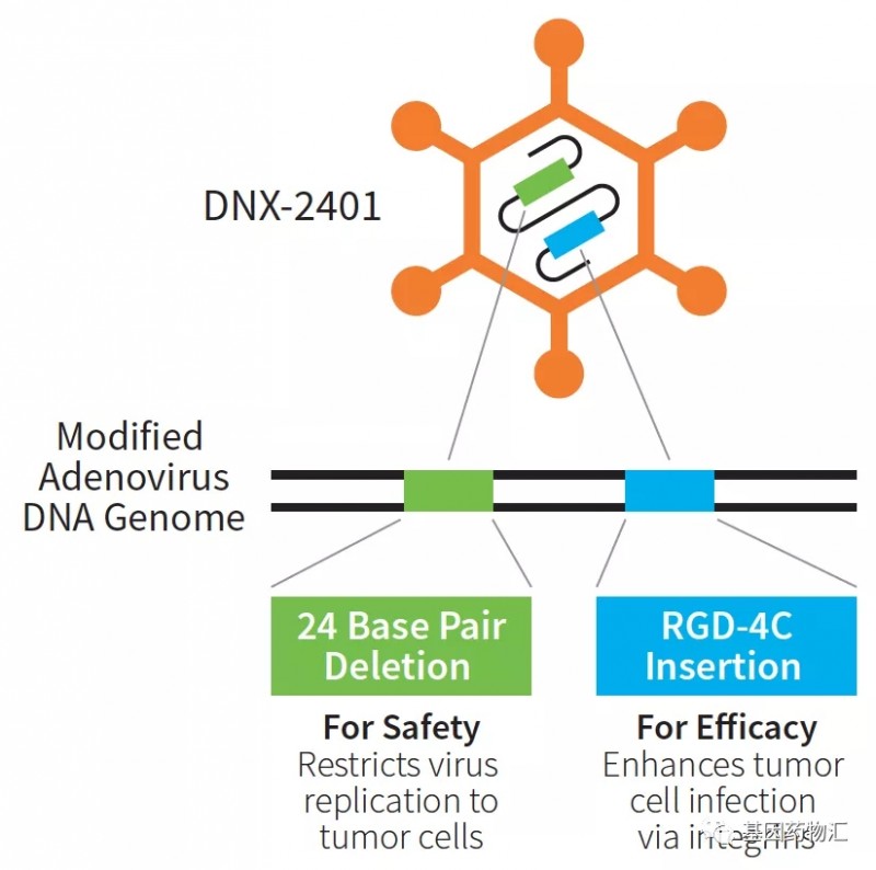 腺病毒DNX-2401分子结构