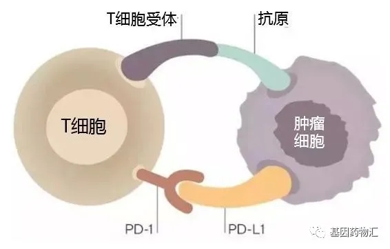 T细胞和肿瘤抗原