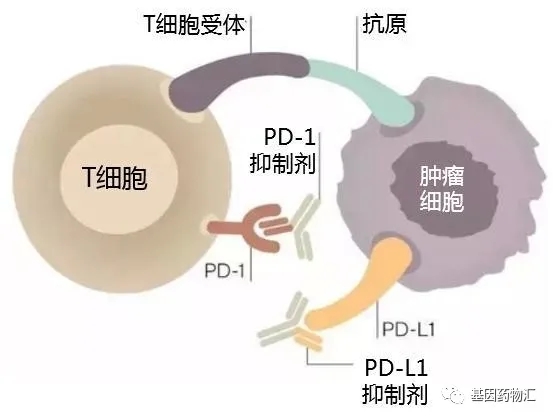 PD-1/PD-L1抑制剂抗癌原理