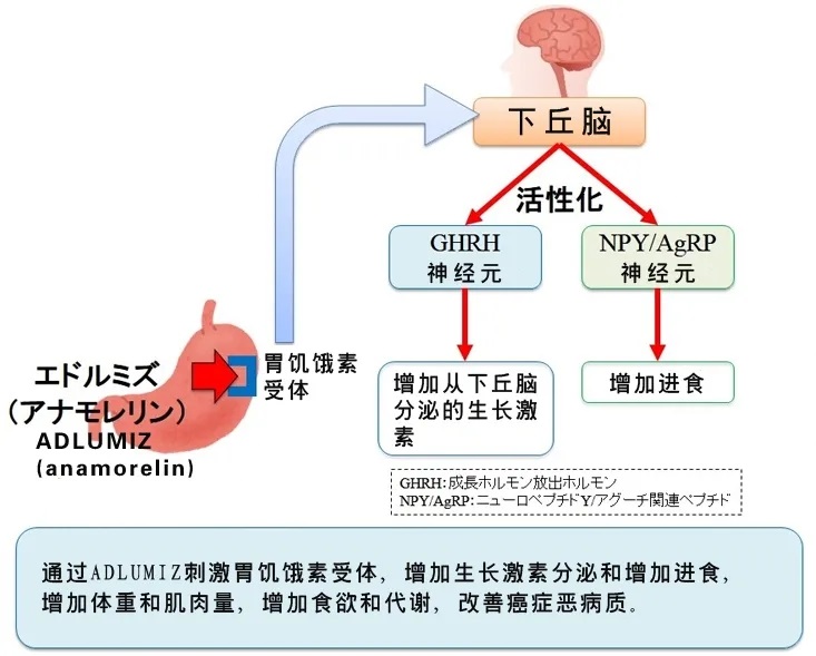 Adlumiz改变恶病质