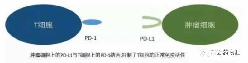 PD-1和PD-L1