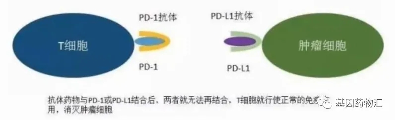 PD-1抗体和PD-L1抗体