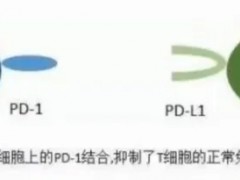 听张小田教授讲解:什么是PD-1/PD-L1,国内外已经上市的PD-1/PD-L1抑制剂有哪些