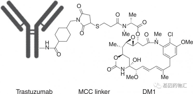 什么是抗体偶联药物抗体药物偶联物上市和在研的抗体偶联adc药物有哪些全球肿瘤医生网 8837