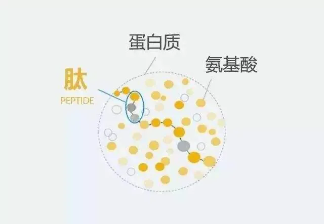 胸腺肽的分子结构