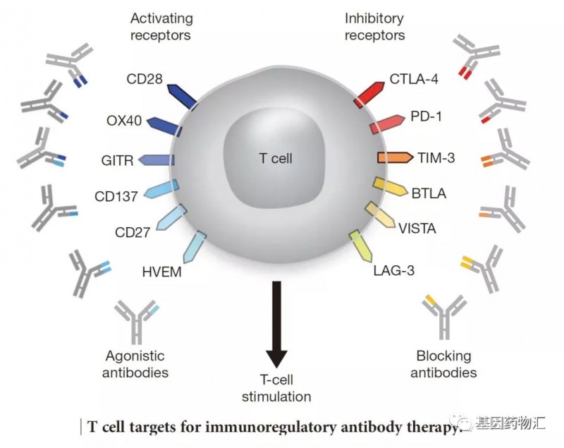 T细胞表面免疫检查点