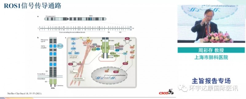 2021CSCO大会周彩存教授报告ROS1信号传导通路问题
