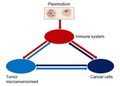疟原虫免疫疗法治疗肿瘤的原理