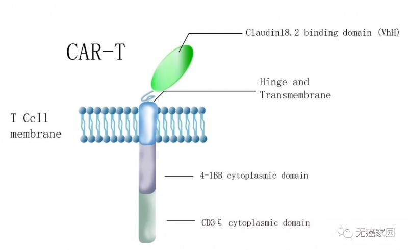 CAR-T疗法LB1908分子结构