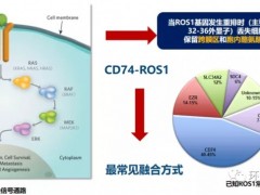 克唑替尼耐药后怎么办、吃什么药,美国FDA获批上市的ROS1抑制剂有哪些,ROS1新药有哪些