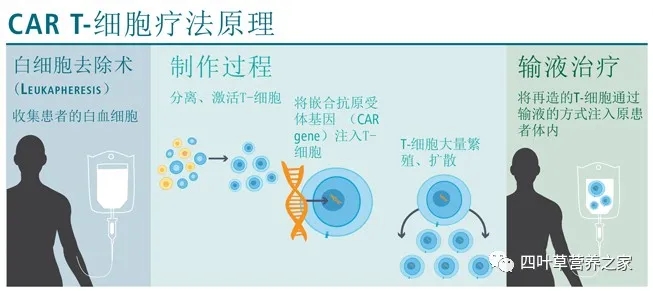 CAR-T细胞疗法治疗原理