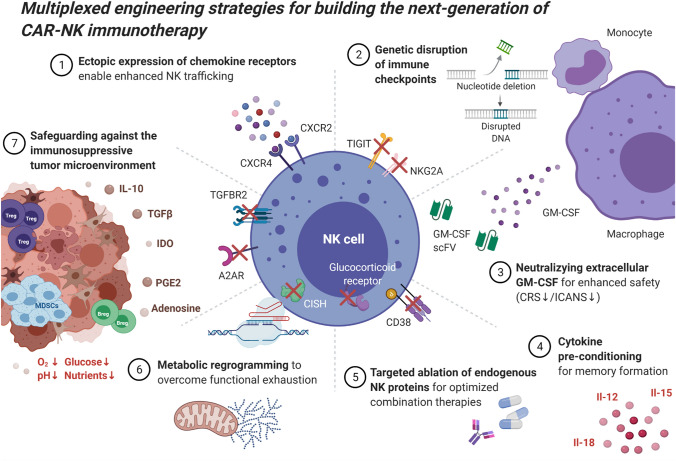 构建下一代 CAR-NK 免疫疗法的多重基因工程策略