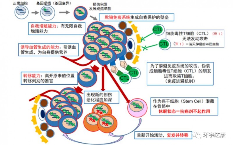 癌细胞的形成过程